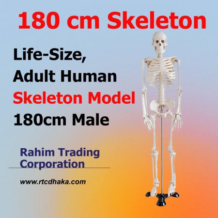 Skeleton Price in Bangladesh 2023 Latest Update - RTC Dhaka