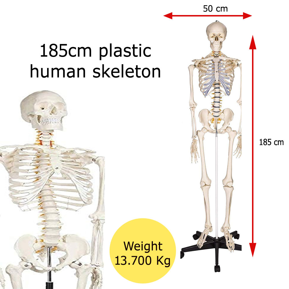 180cm Life Size Human Skeleton Anatomical Model price in BD